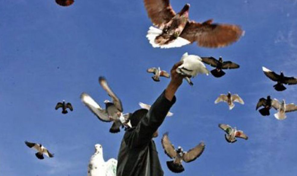 كشّاشو الحمام… عالمٌ يرفرف فوق أسطح بيروت